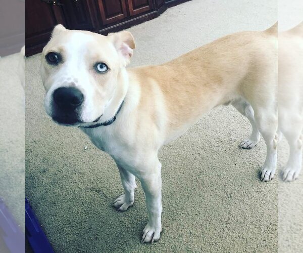 Medium Photo #1 Labrador Retriever-Unknown Mix Puppy For Sale in Orlando, FL, USA