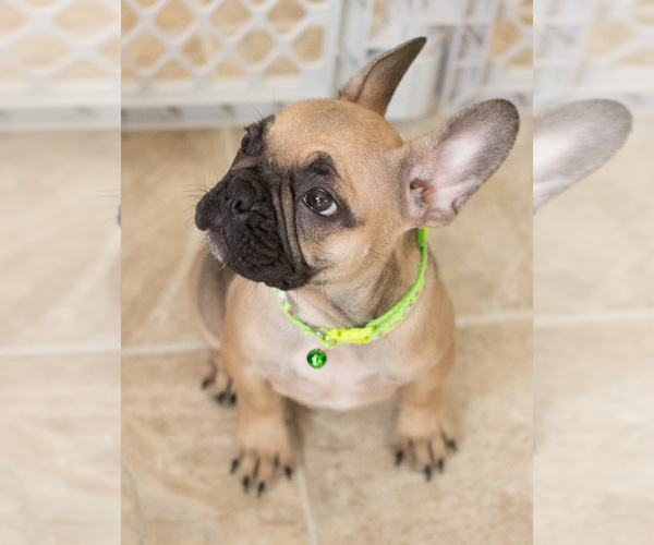 Medium Photo #3 French Bulldog Puppy For Sale in MILWAUKEE, WI, USA