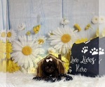 Small #3 ShihPoo