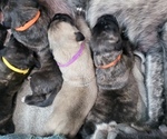 Small Photo #3 Mastiff Puppy For Sale in TENN COLONY, TX, USA