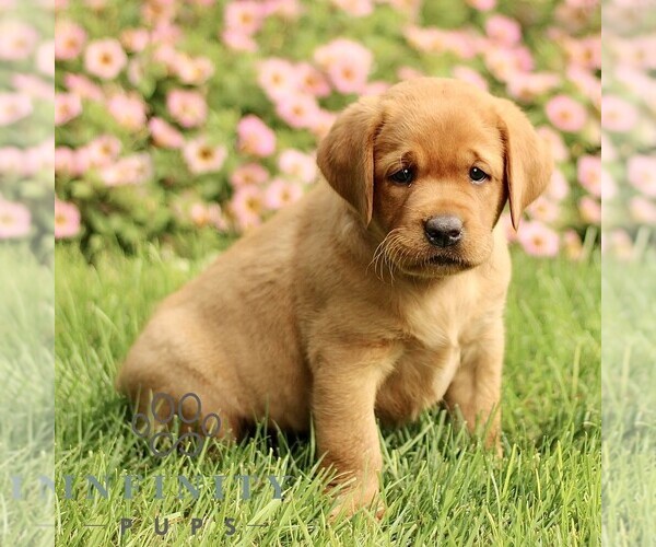 Medium Photo #3 Labrador Retriever Puppy For Sale in RONKS, PA, USA