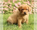 Small #2 Labrador Retriever