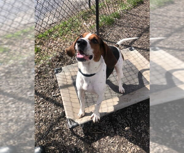 Medium Photo #2 Mutt Puppy For Sale in Elmsford, NY, USA