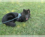 Small #3 German Shepherd Dog Mix