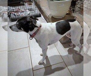 Ellie (MI) - Female Rat Terrier Dog for Adoption - Photo #2