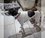 Small Photo #2 Rat Terrier Puppy For Sale in Atlanta, GA, USA