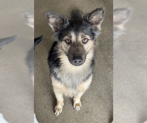 Medium Photo #1 German Shepherd Dog-Unknown Mix Puppy For Sale in San Bernardino, CA, USA