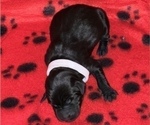 Small Photo #7 Labrador Retriever Puppy For Sale in OLIVE HILL, KY, USA