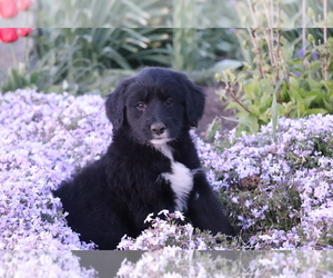 Golden Retriever-Mutt Mix Puppy for sale in SHILOH, OH, USA