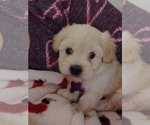 Small Photo #8 Maltipoo (Miniature) Puppy For Sale in SAN ANTONIO, TX, USA