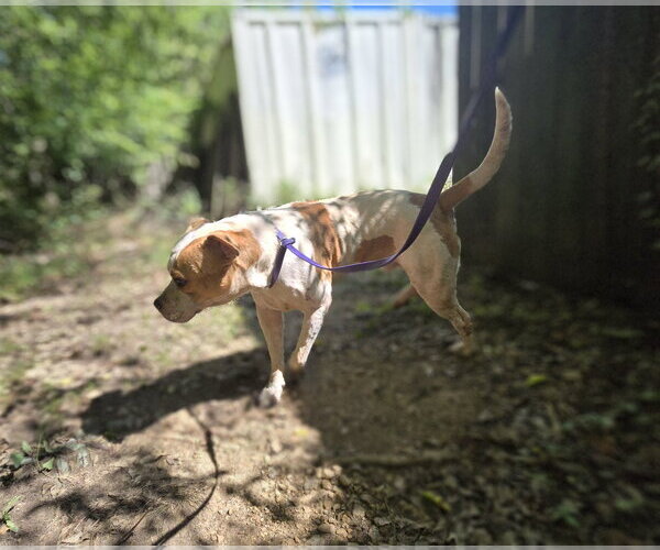 Medium Photo #4 American Pit Bull Terrier-Unknown Mix Puppy For Sale in Jackson, MS, USA