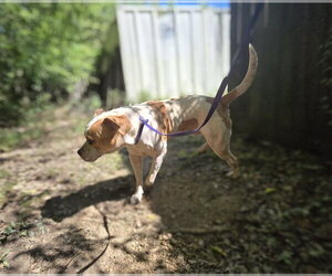Jax - Male American Pit Bull Terrier-Unknown Mix Dog for Adoption - Photo #4