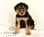 Small #3 Airedale Terrier