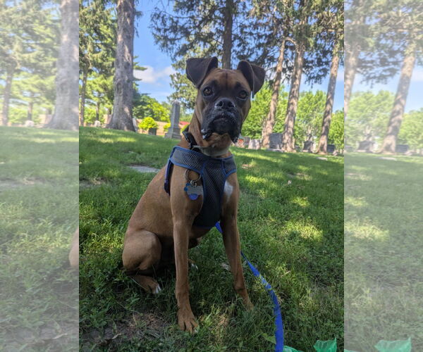 Medium Photo #4 Boxer Puppy For Sale in Woodbury, MN, USA