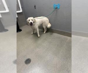 Siberian Husky-Unknown Mix Dogs for adoption in Las Vegas, NV, USA