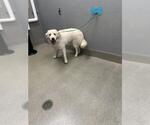 *RALEEAH - Female Siberian Husky-Unknown Mix Dog for Adoption - Small photo