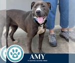 Small #1 American Pit Bull Terrier-Labrador Retriever Mix
