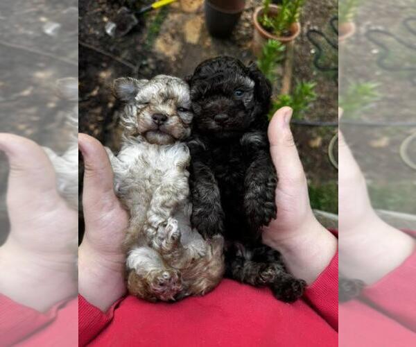 Medium Photo #1 Poodle (Toy) Puppy For Sale in MARTIN, GA, USA