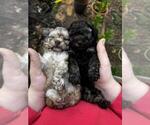 Small Poodle (Toy)