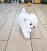 Small Photo #8 Maltese Puppy For Sale in LOS ANGELES, CA, USA