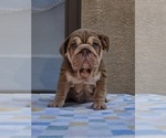 Small English Bulldog