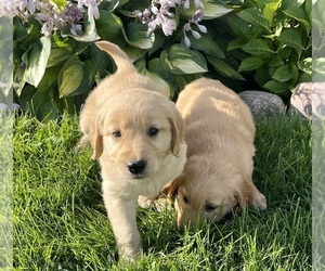 Golden Retriever Puppy for Sale in FAIR HAVEN, Michigan USA