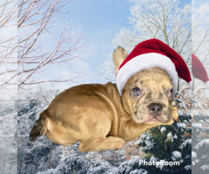 French Bulldog Puppy for sale in HAMDEN, CT, USA