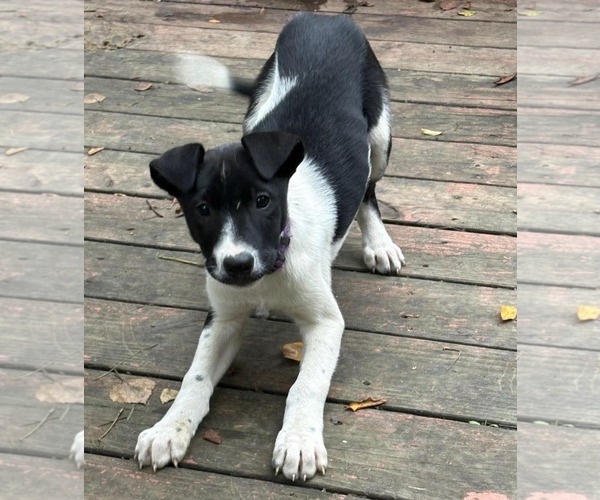 Medium Photo #1 Labsky Puppy For Sale in Anchorage, AK, USA