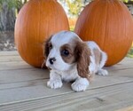 Small #3 Cavalier King Charles Spaniel