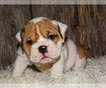 Small Photo #25 English Bulldog Puppy For Sale in VERONA, MO, USA
