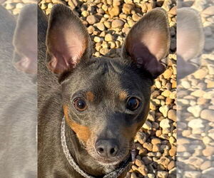 Rat Terrier Dogs for adoption in Middlesex, NC, USA