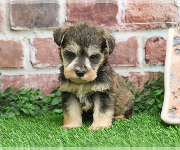 Medium Photo #4 Schnauzer (Miniature) Puppy For Sale in SYRACUSE, IN, USA