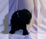 Small Photo #44 Goldendoodle Puppy For Sale in DYERSBURG, TN, USA