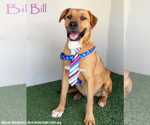 Medium Photo #1 Rhodesian Ridgeback-Unknown Mix Puppy For Sale in San Diego, CA, USA