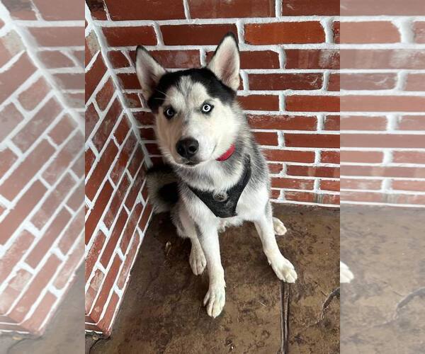 Medium Photo #2 Siberian Husky Puppy For Sale in Carrollton, TX, USA