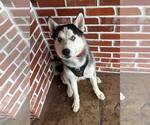Small #1 Siberian Husky