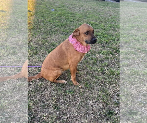 Medium Photo #1 Golden Labrador Puppy For Sale in Euless, TX, USA