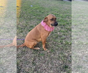 Golden Labrador Dogs for adoption in Euless, TX, USA