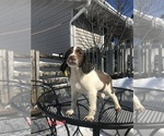 Puppy 4 English Springer Spaniel