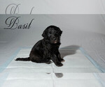 Small Photo #11 Border Collie-Goldendoodle Mix Puppy For Sale in BLUE RIDGE, GA, USA
