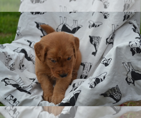Medium Photo #2 Golden Retriever Puppy For Sale in GREENWOOD, WI, USA