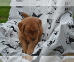 Small #1 Golden Retriever