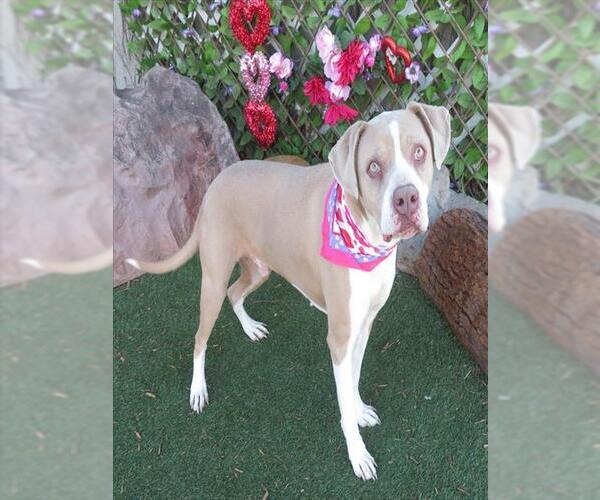 Medium Photo #2 Mutt Puppy For Sale in Oklahoma City, OK, USA