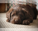 Small Photo #4 Labradoodle Puppy For Sale in NEWBURG, MO, USA
