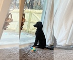 Small Photo #1 Aussiedoodle Puppy For Sale in WHITAKERS, NC, USA