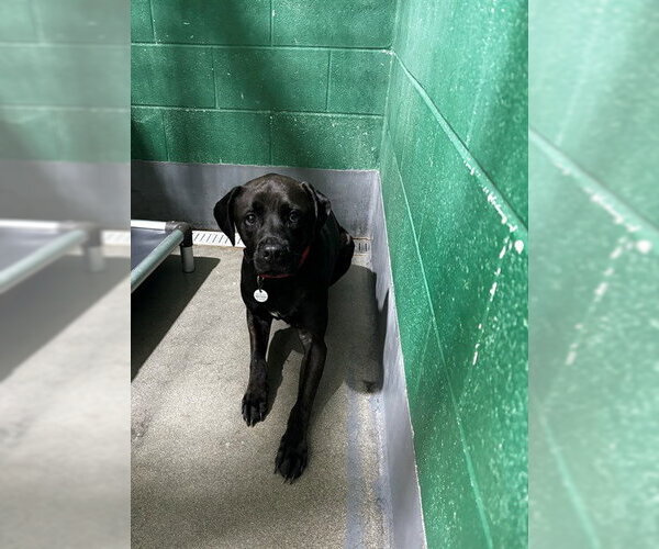 Medium Photo #1 Labrador Retriever Puppy For Sale in Forestville, MD, USA