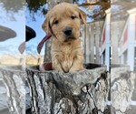 Puppy Donner Golden Retriever