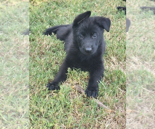 Medium Photo #1 German Shepherd Dog Puppy For Sale in BURLESON, TX, USA