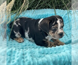 Beabull Puppy for sale in ARTHUR, IL, USA