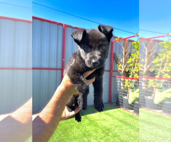 Medium Photo #1 German Shepherd Dog Puppy For Sale in LA TUNA CANYON, CA, USA